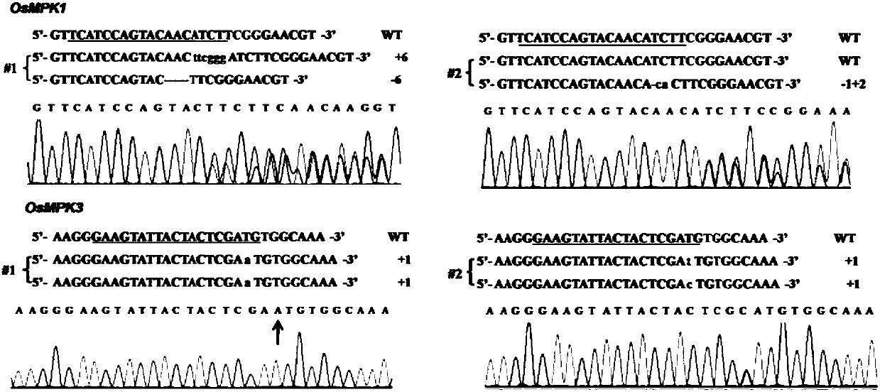 Plasmid vector and method for building plant population by using plasmid vector