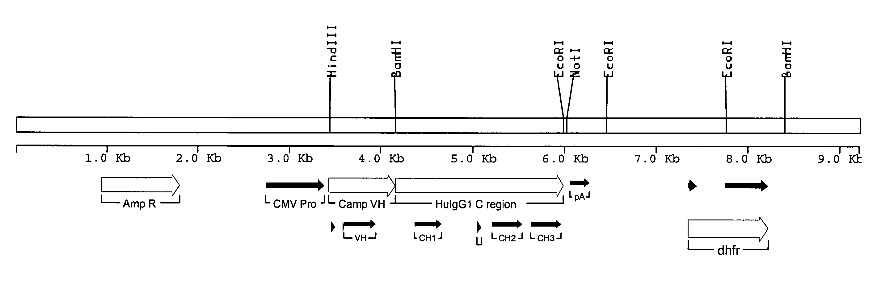 Modified anti-CD52 antibody