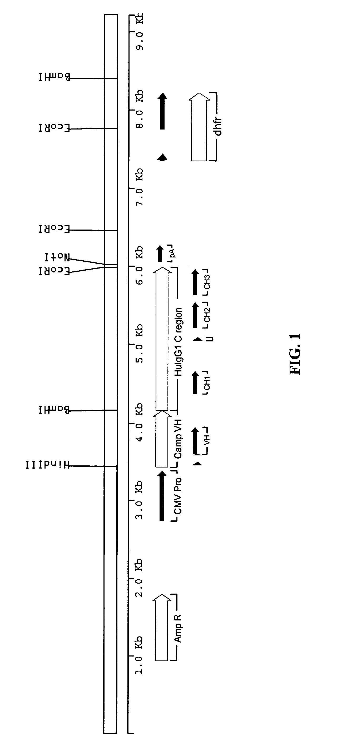 Modified anti-CD52 antibody