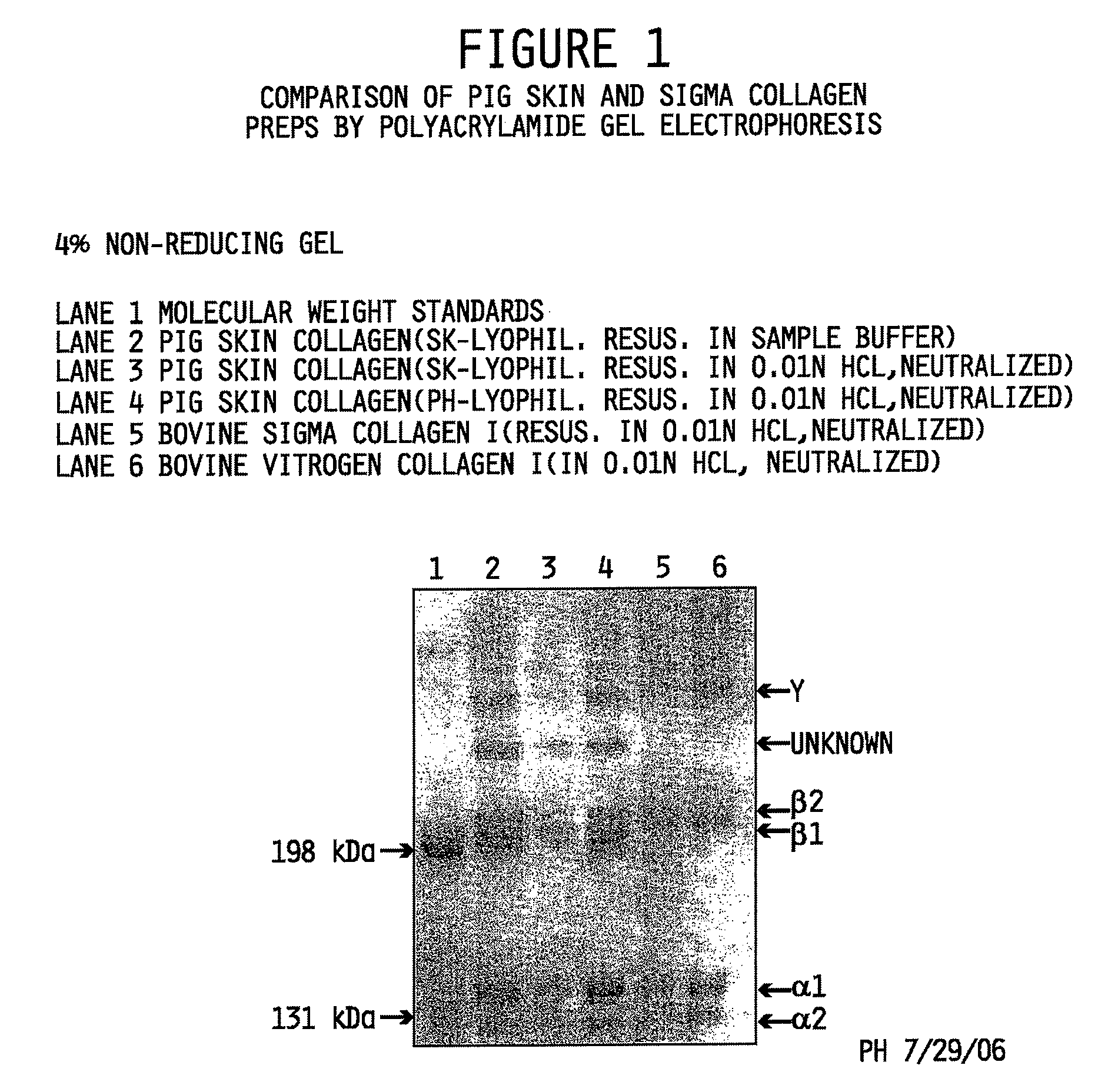 Collagen preparation and method of isolation