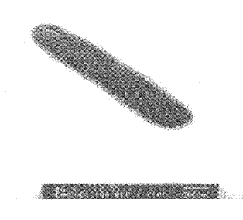 Preparation method, product and application of lactobacillus whole peptidoglycan with effect for resisting beta-lactoglobulin hypersusceptibility