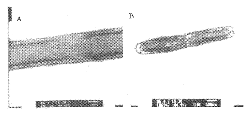 Preparation method, product and application of lactobacillus whole peptidoglycan with effect for resisting beta-lactoglobulin hypersusceptibility