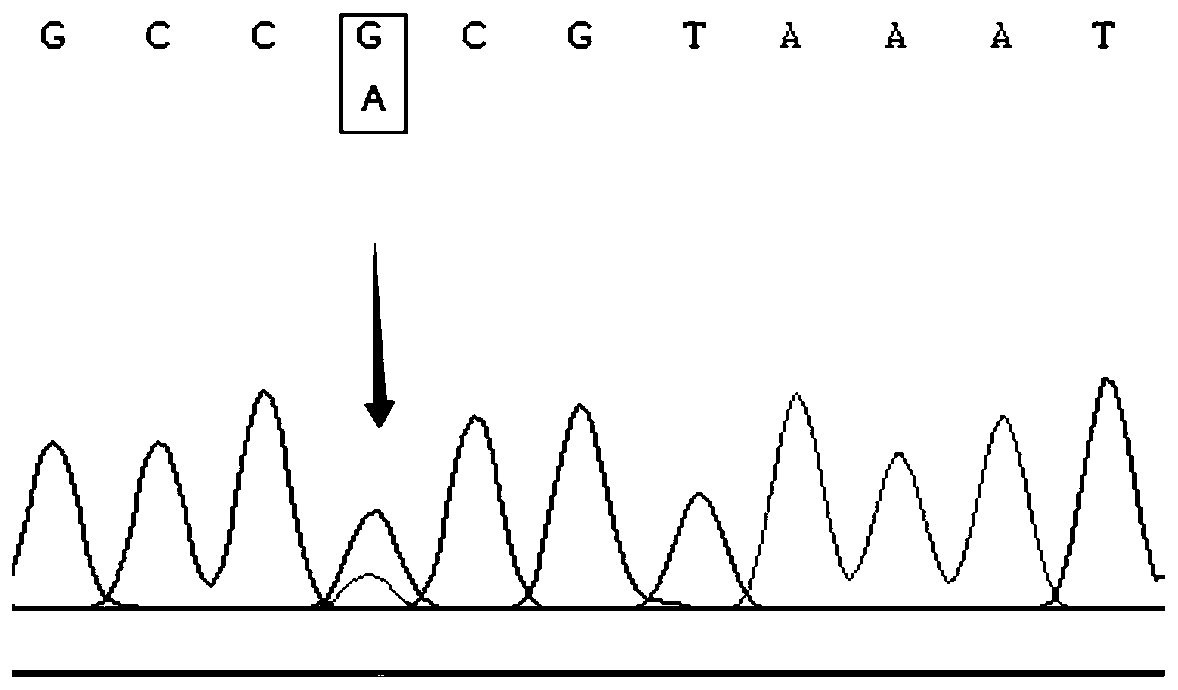 A method for assisting the detection of growth traits of cattle with mylk4 gene and its special kit