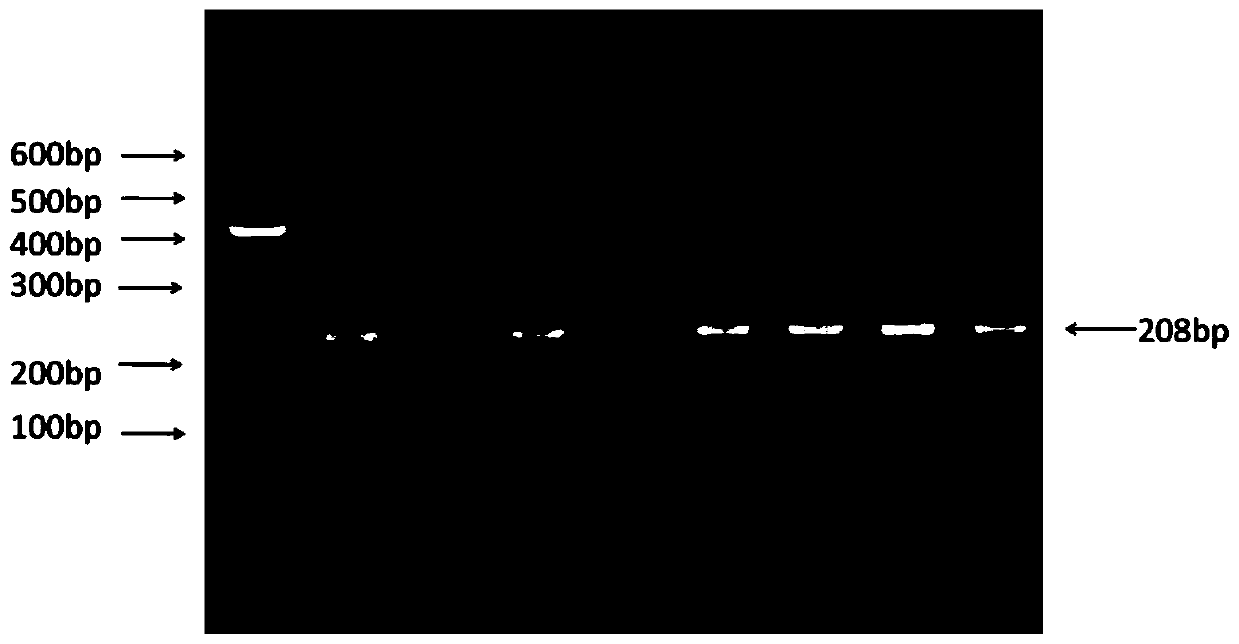 A method for assisting the detection of growth traits of cattle with mylk4 gene and its special kit