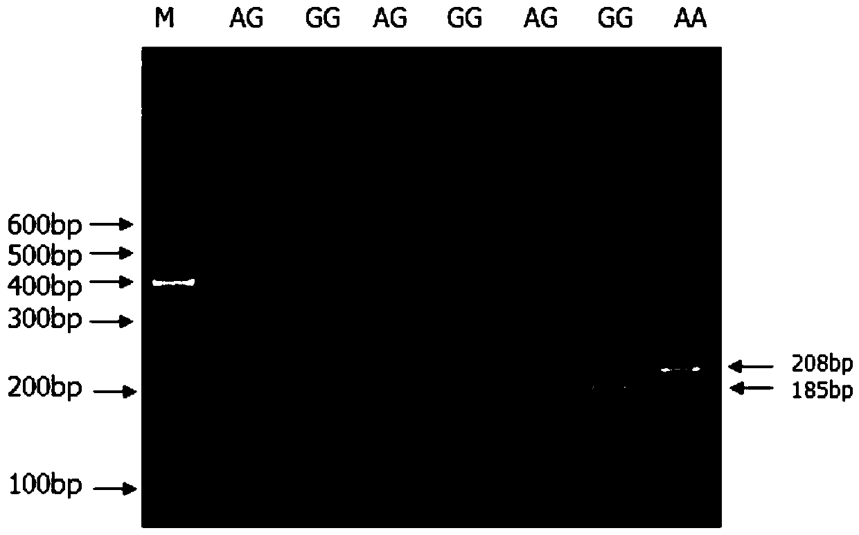 A method for assisting the detection of growth traits of cattle with mylk4 gene and its special kit