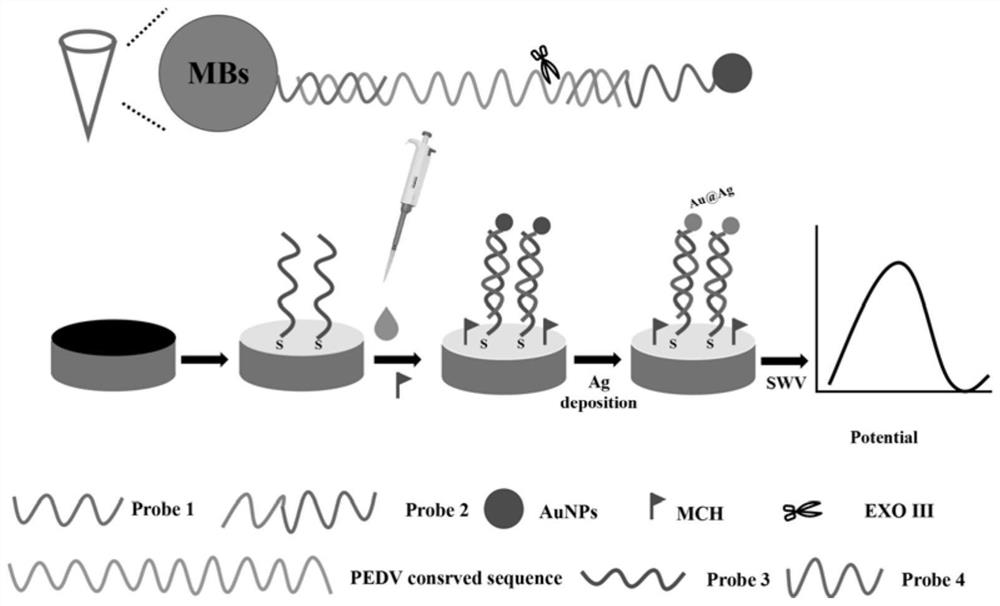 Port porcine epidemic diarrhea virus electrochemical detection method based on silver deposition signal amplification