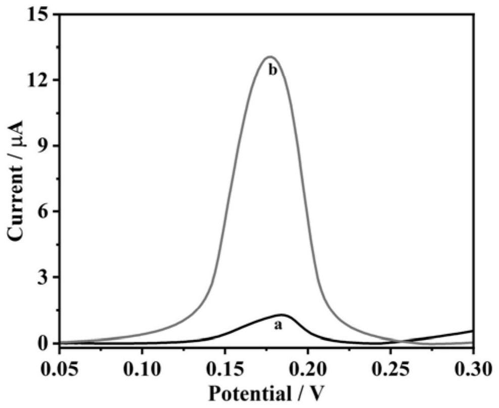 Port porcine epidemic diarrhea virus electrochemical detection method based on silver deposition signal amplification