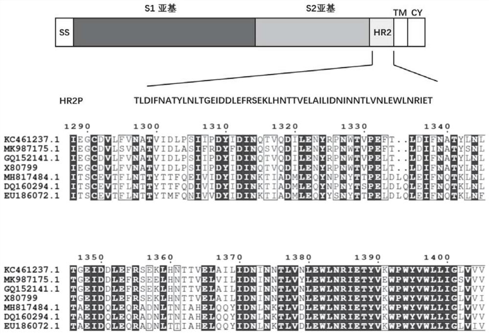 Recombinant bacillus subtilis and application thereof