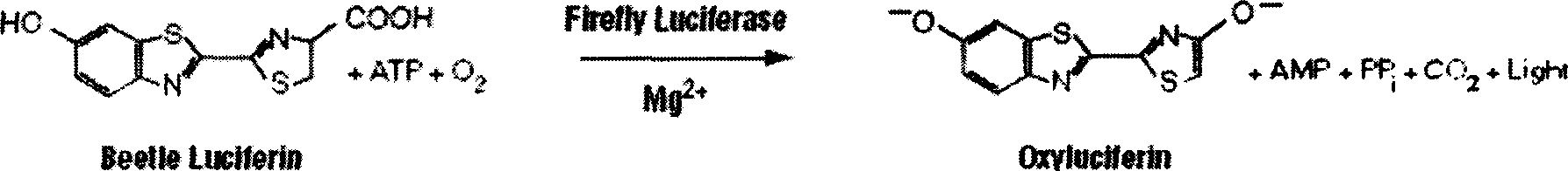 Apparatus and method for quick detection of surface cleanness degree and microbe contamination