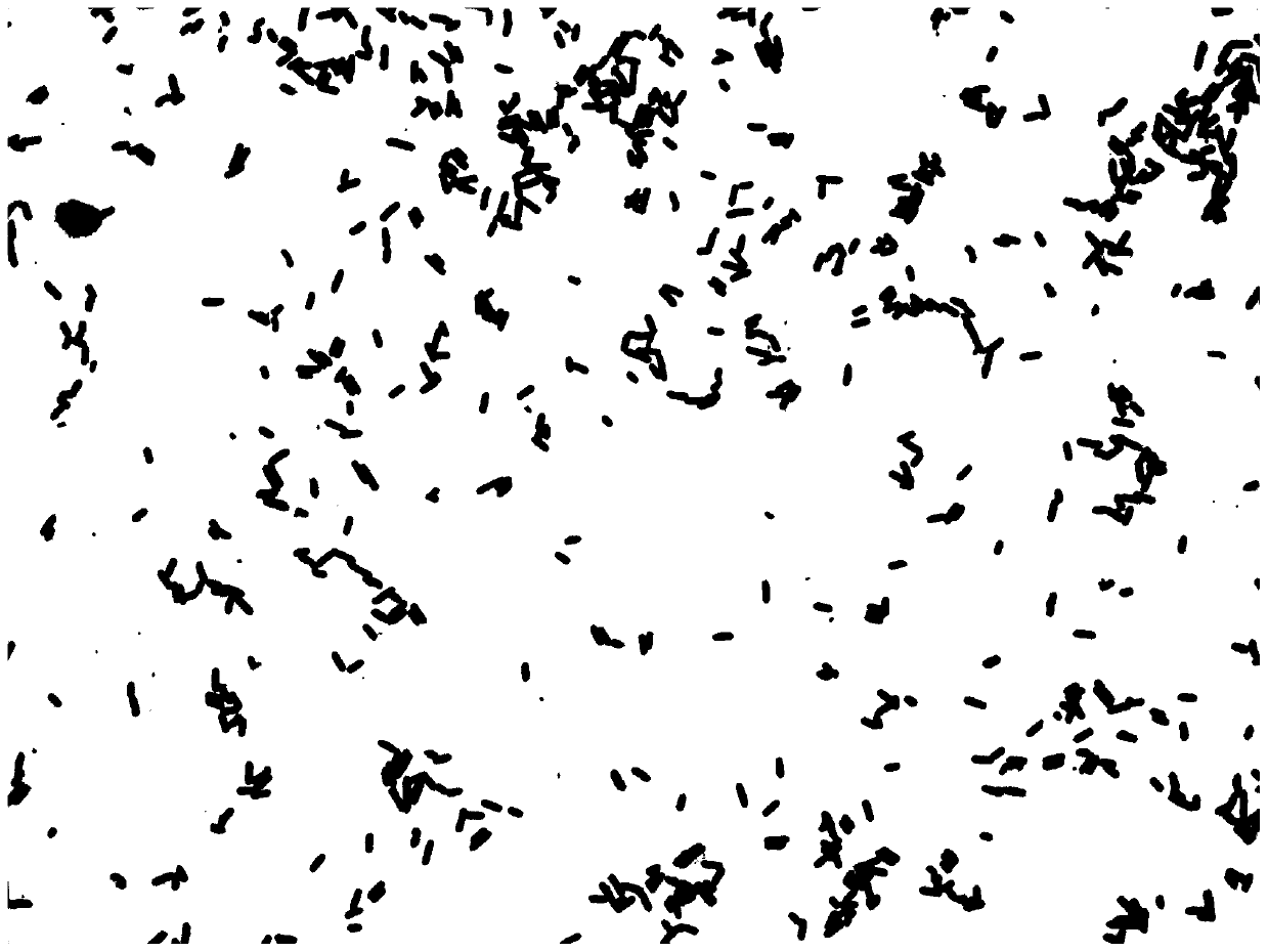 Lactobacillus plantarum and application thereof