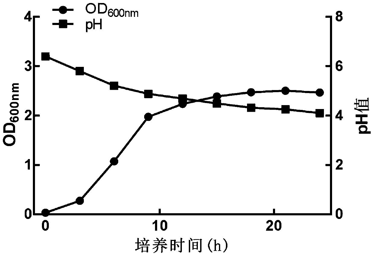 Lactobacillus plantarum and application thereof