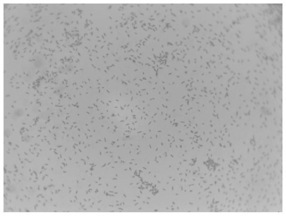 Microbial group and microbial agent and application thereof