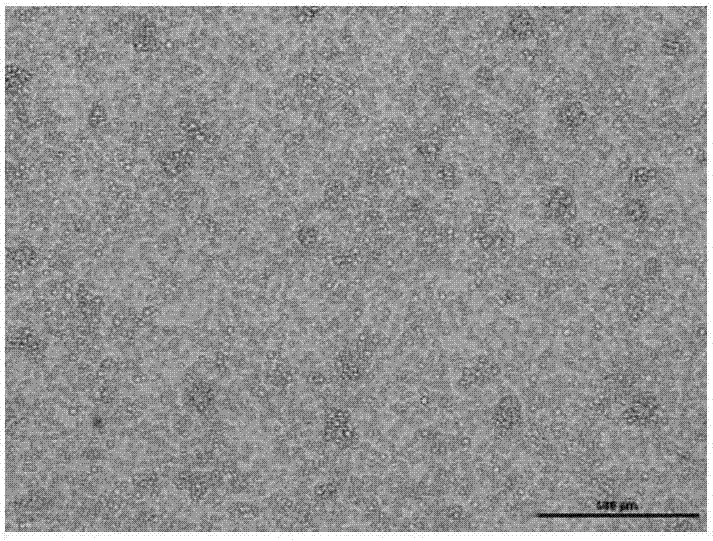 Dendritic cell separating and extracting method