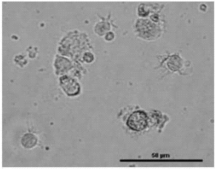 Dendritic cell separating and extracting method