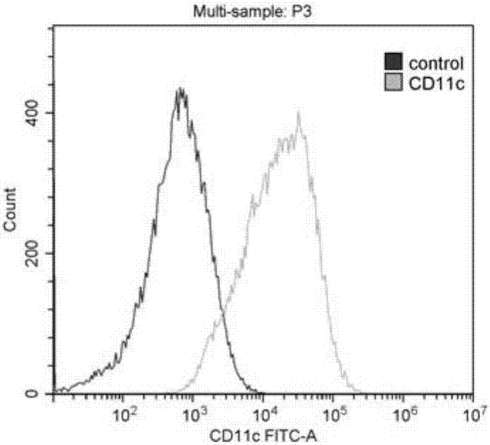 Dendritic cell separating and extracting method