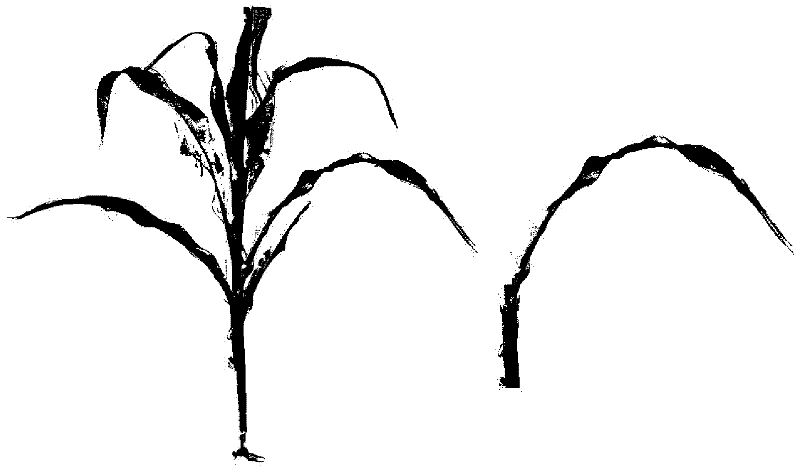 Plant animation synthesis method