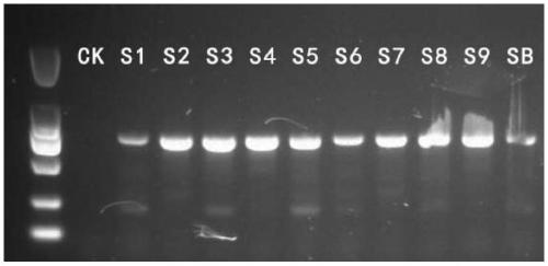 Toad oil genome dna extraction method, kit and application thereof