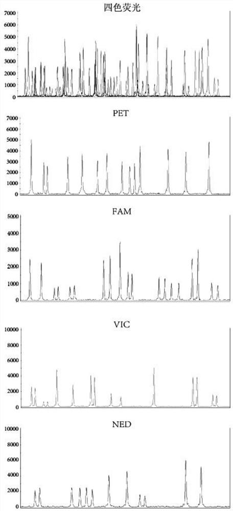 A method for detecting fetal dna content in plasma of pregnant women