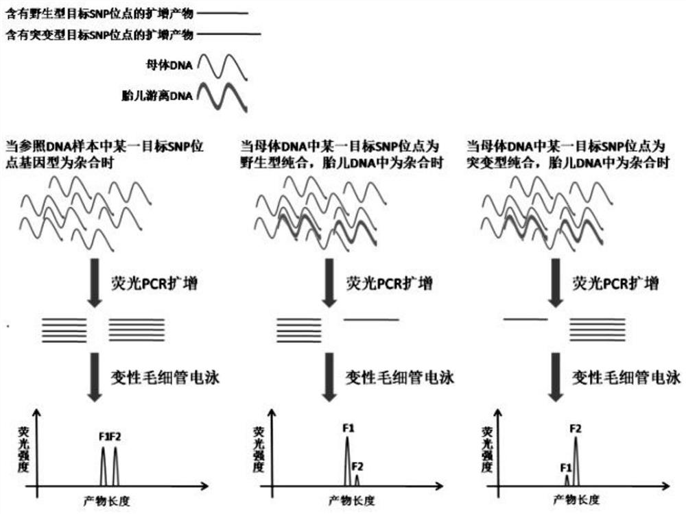 A method for detecting fetal dna content in plasma of pregnant women