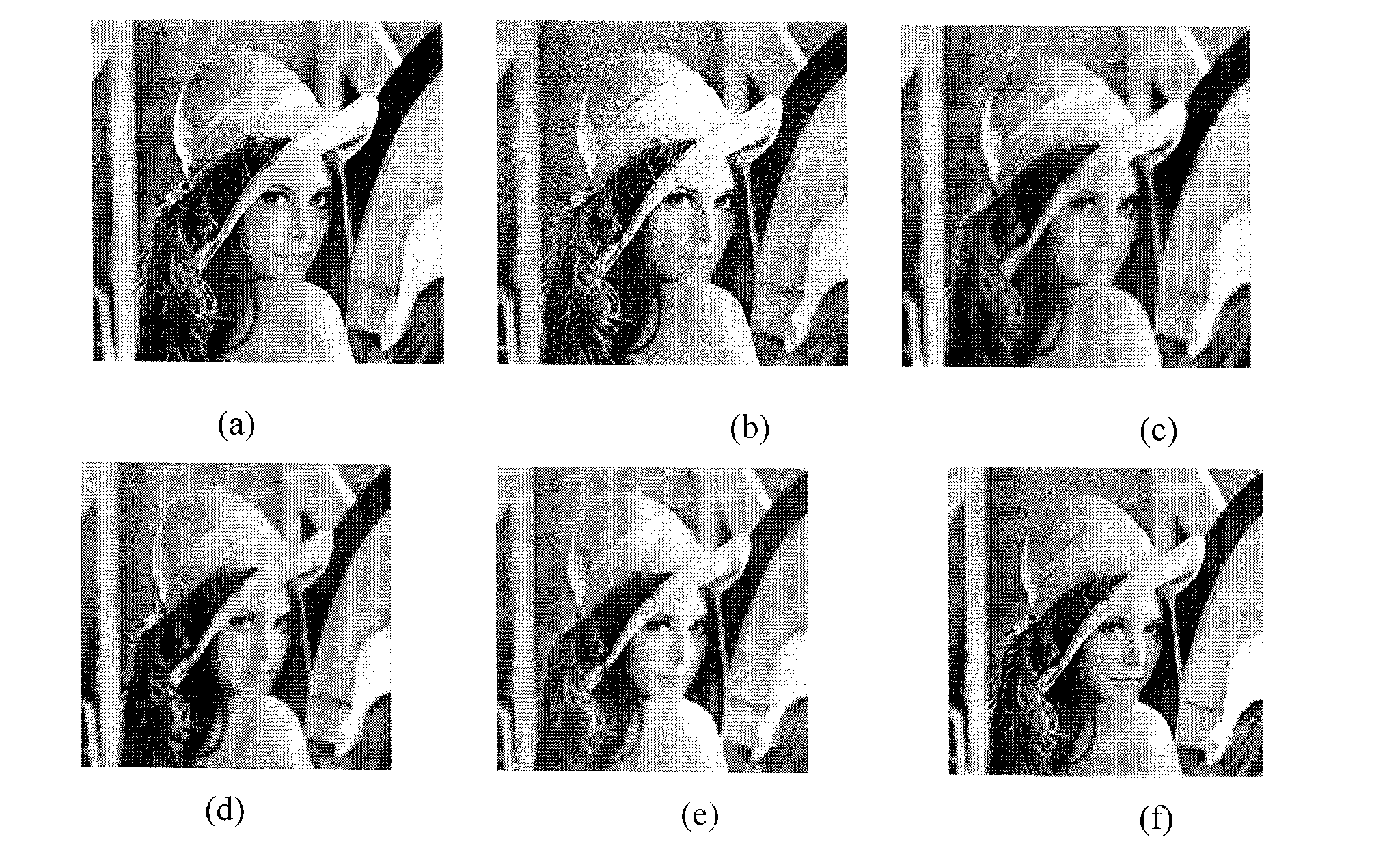 Fractal-wavelet self-adaptive image denoising method based on multivariate statistic model