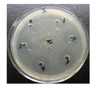 Gene engineering antibacterial peptide and preparation method and application thereof