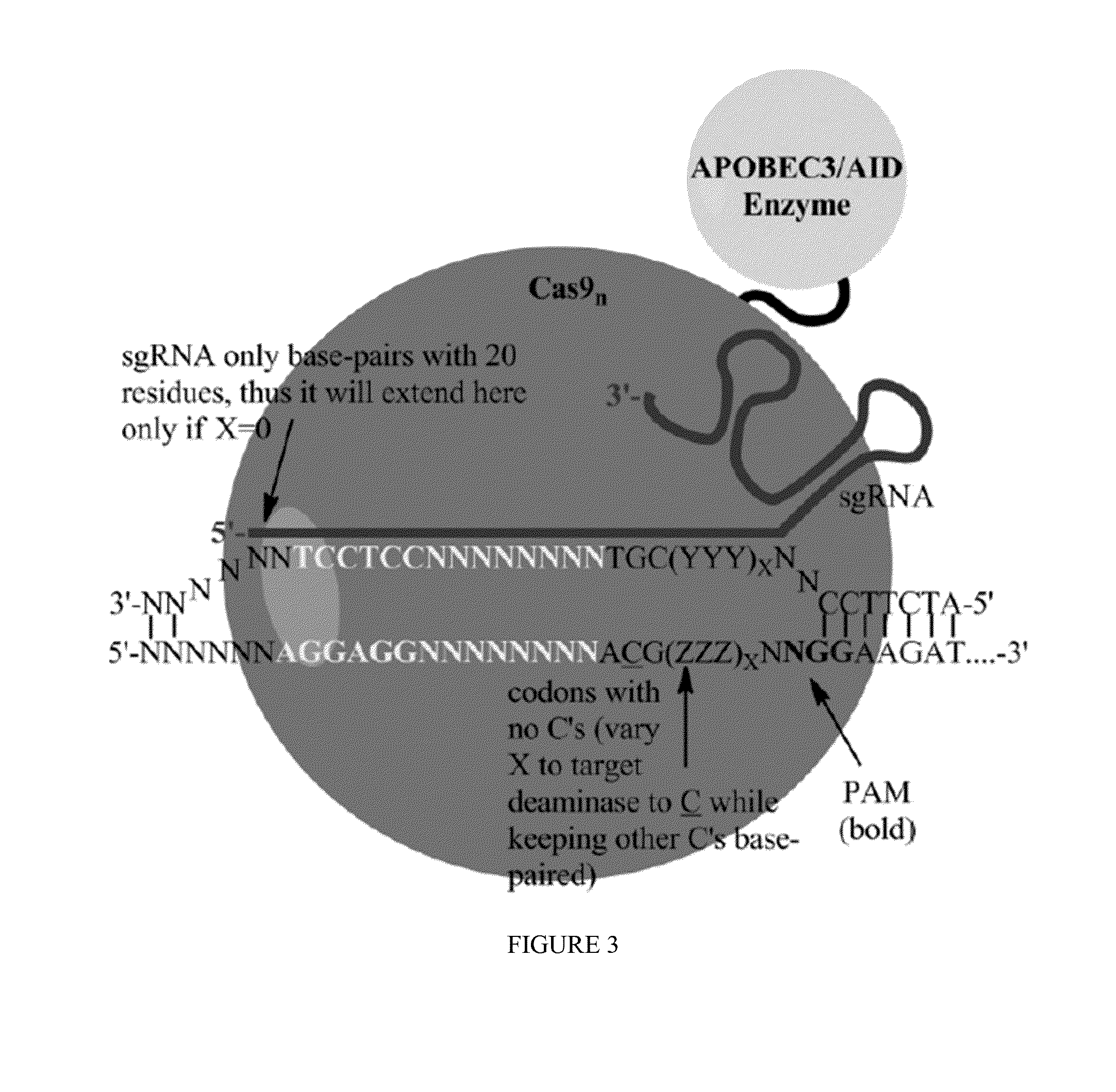 Methods for nucleic acid editing