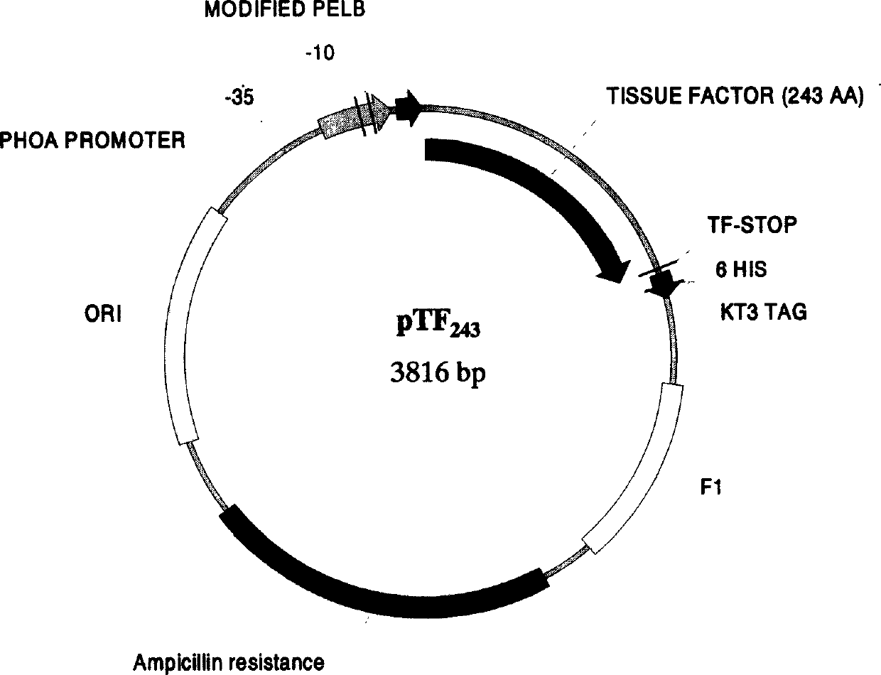 Method for constructing, expressing and purifying human recombination factor and application