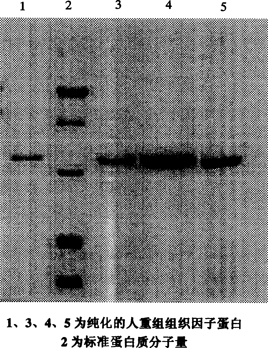 Method for constructing, expressing and purifying human recombination factor and application