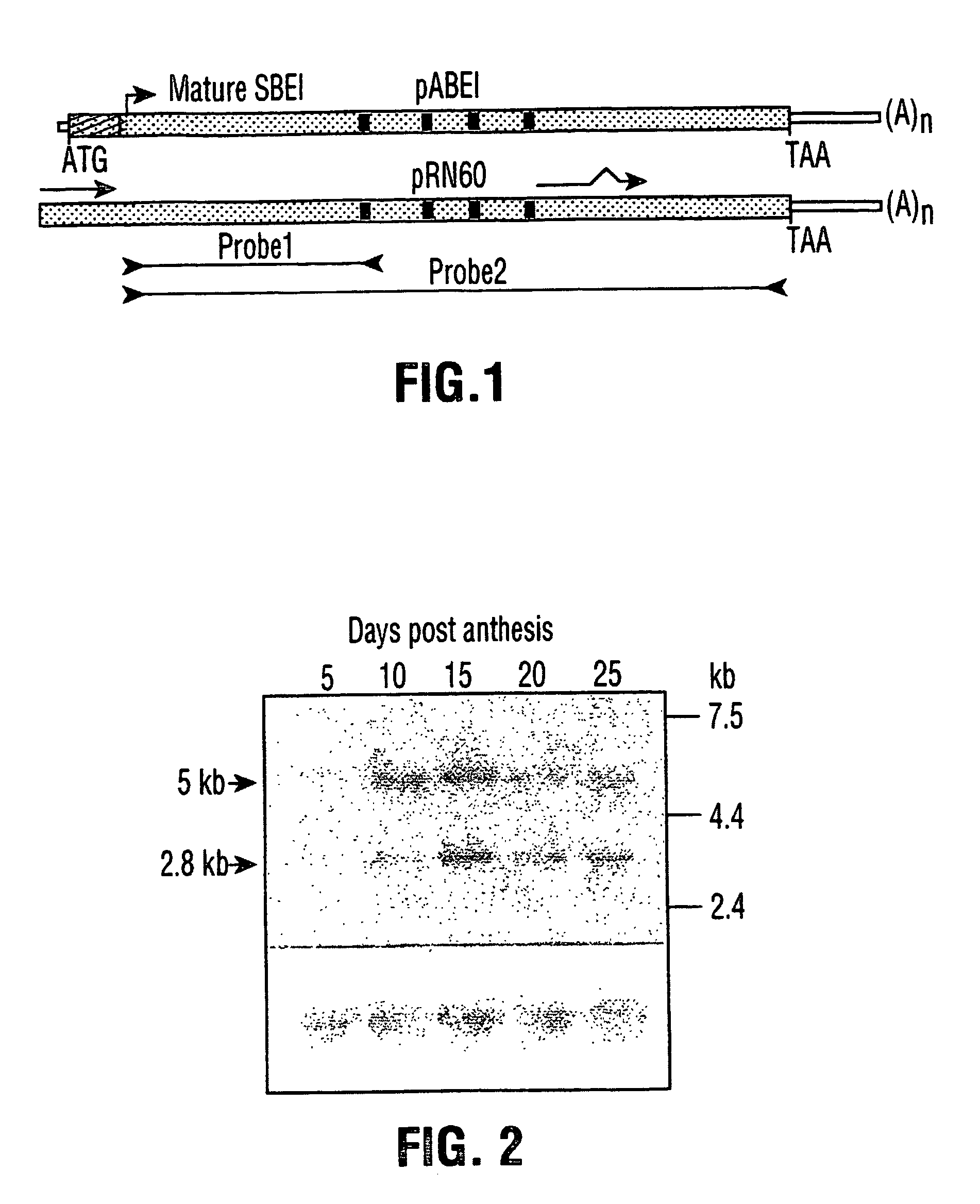 Starch branching enzymes