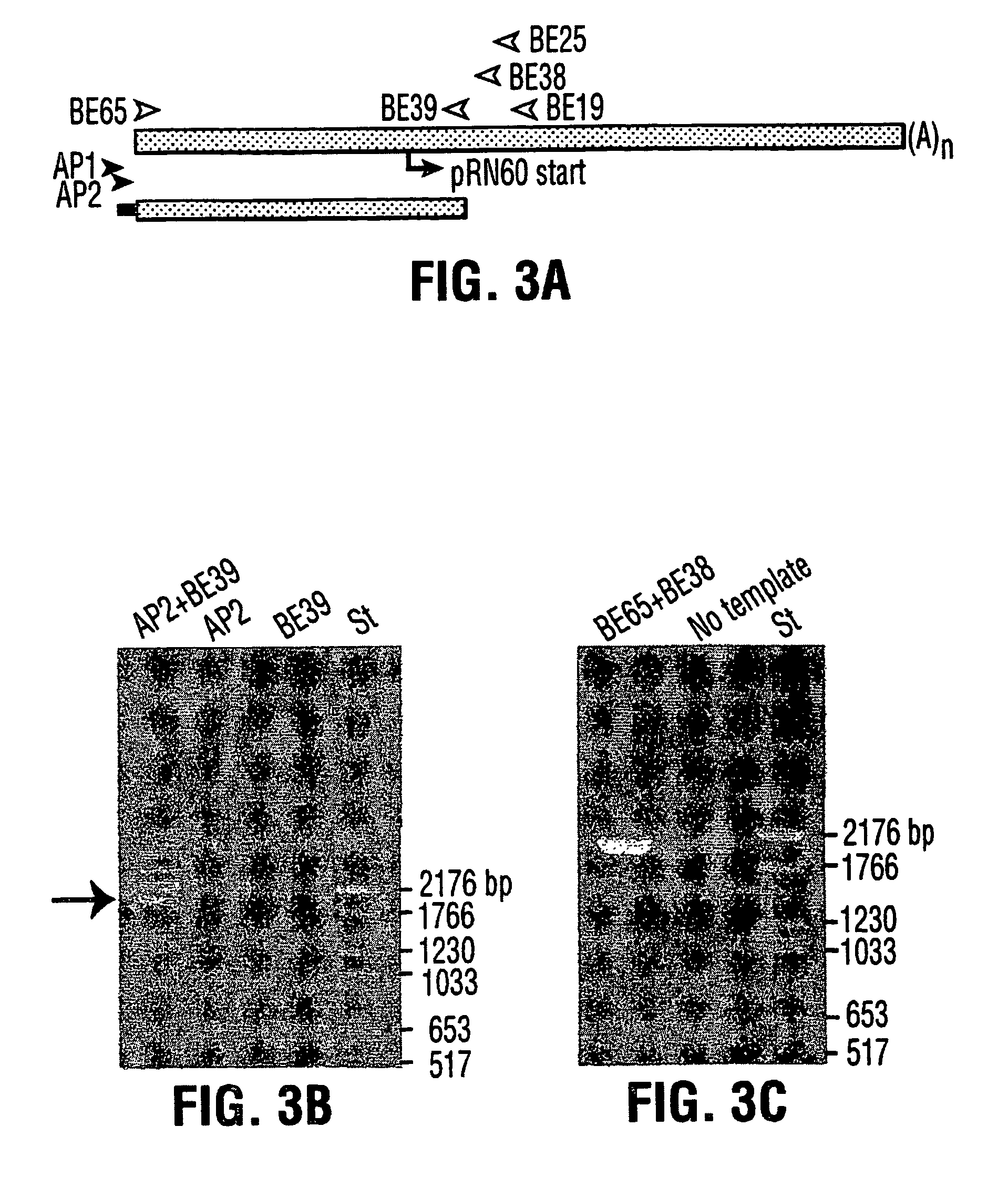 Starch branching enzymes