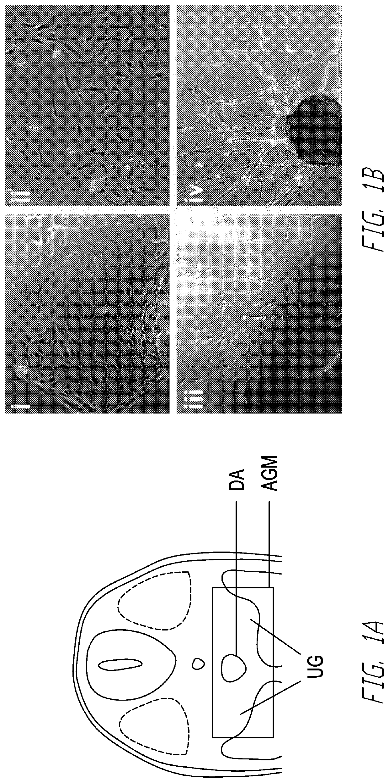 Methods and compositions for generating hematopoietic cells