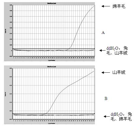 Real-time fluorescent polymerase chain reaction (PCR) identification method for cashmere and sheep wool