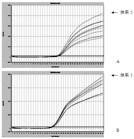 Real-time fluorescent polymerase chain reaction (PCR) identification method for cashmere and sheep wool