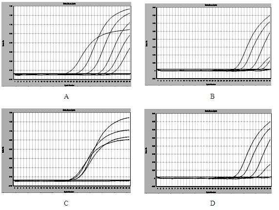 Real-time fluorescent polymerase chain reaction (PCR) identification method for cashmere and sheep wool