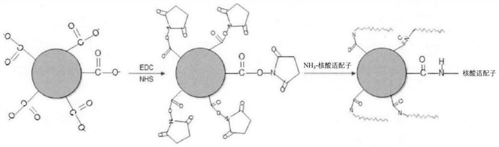 Hepatitis B virus adsorbent as well as preparation method and application thereof