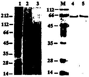 Xenorhabdusbovienii GroEL gene, protein and application thereof