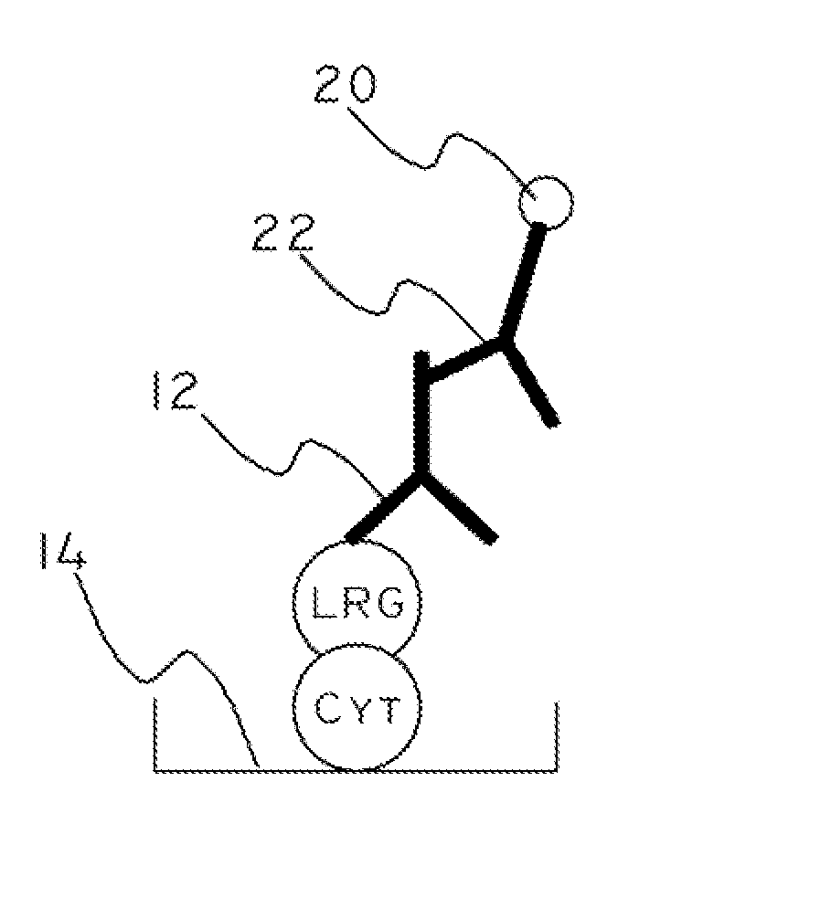 Cytochrome c and leucine-rich alpha-2-glycoprotein-1 assays, methods and antibodies