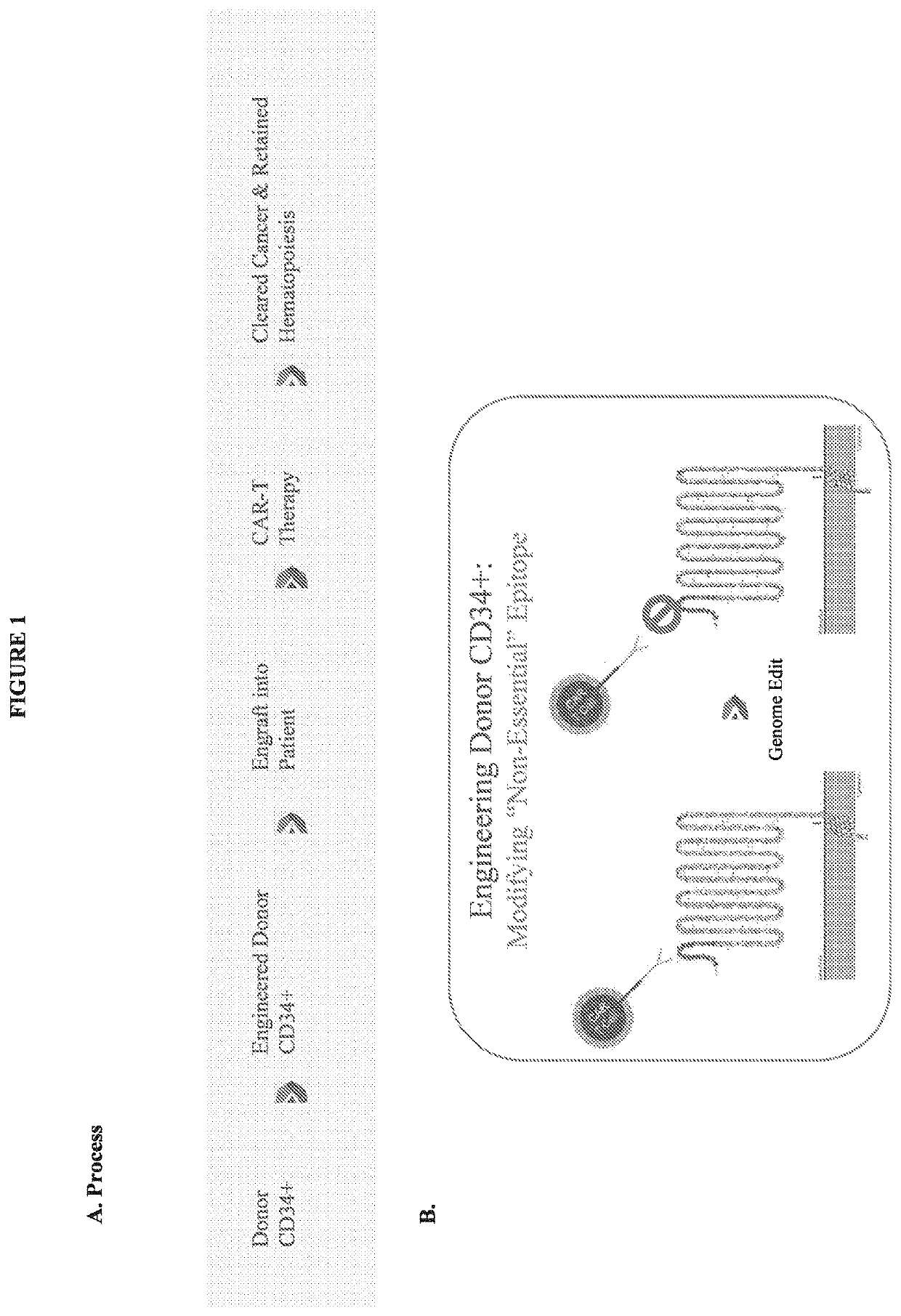 Compositions and methods for inhibition of lineage specific proteins