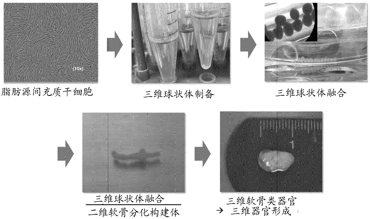 A method for preparing 3D cartilage organoid block