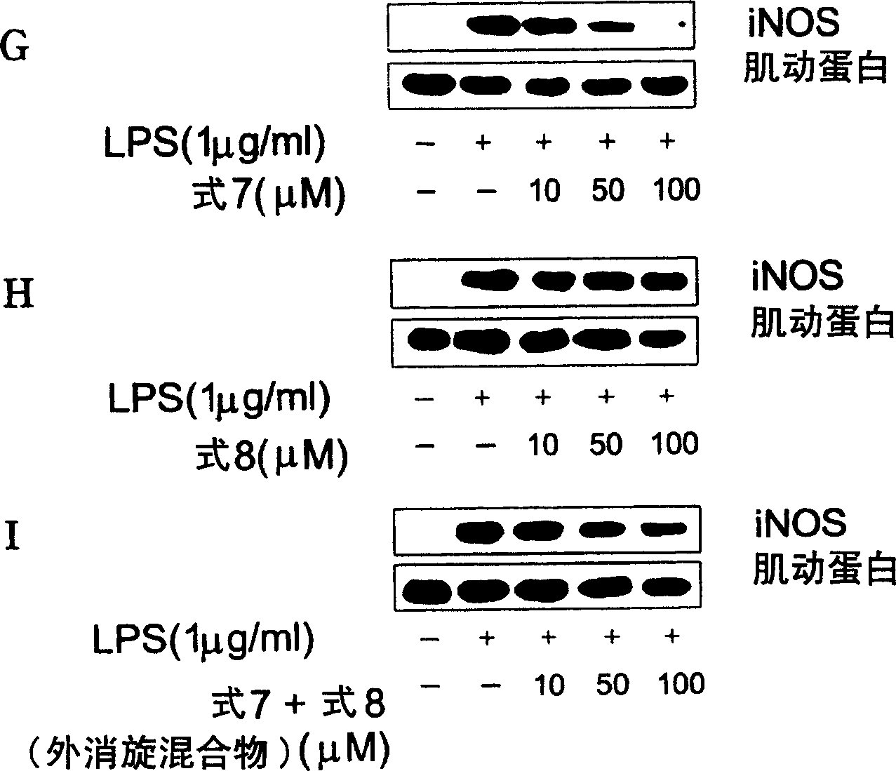 Novel enantiomer of tetra hydrogen isoquinoline derivative and officinal salt, preparation and pharmaceutical composition thereof