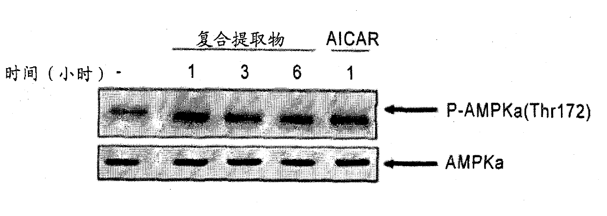 Pharmaceutical composition using herbal extract for prevention and treatment of obesity and metabolic disorders