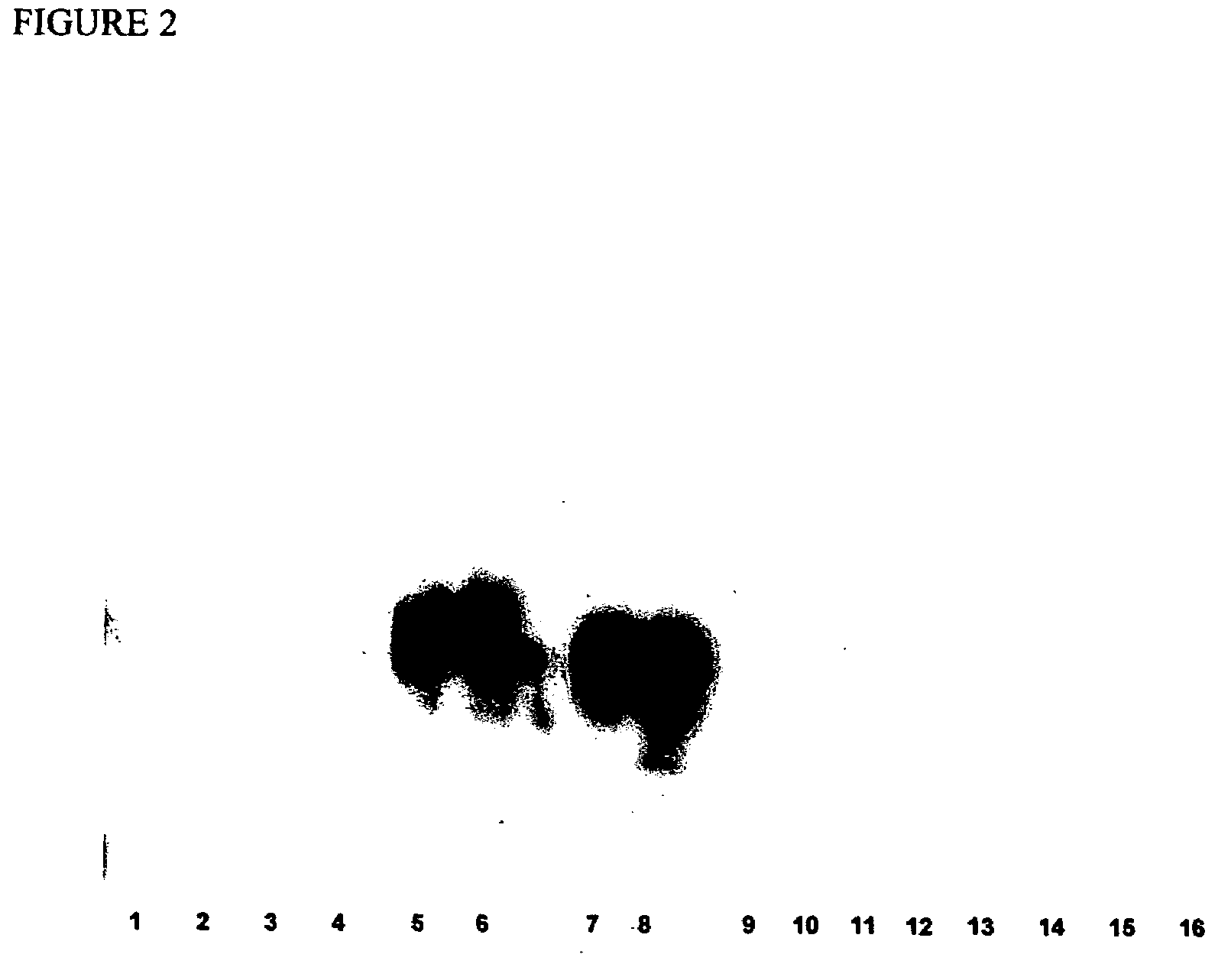 Prion protein binding materials and methods of use