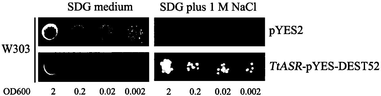 Tetragonia tetragonioides L. TtASR gene as well as encoded protein and application thereof