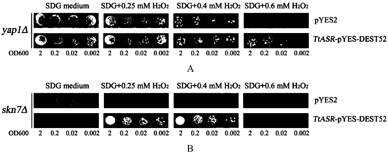 Tetragonia tetragonioides L. TtASR gene as well as encoded protein and application thereof