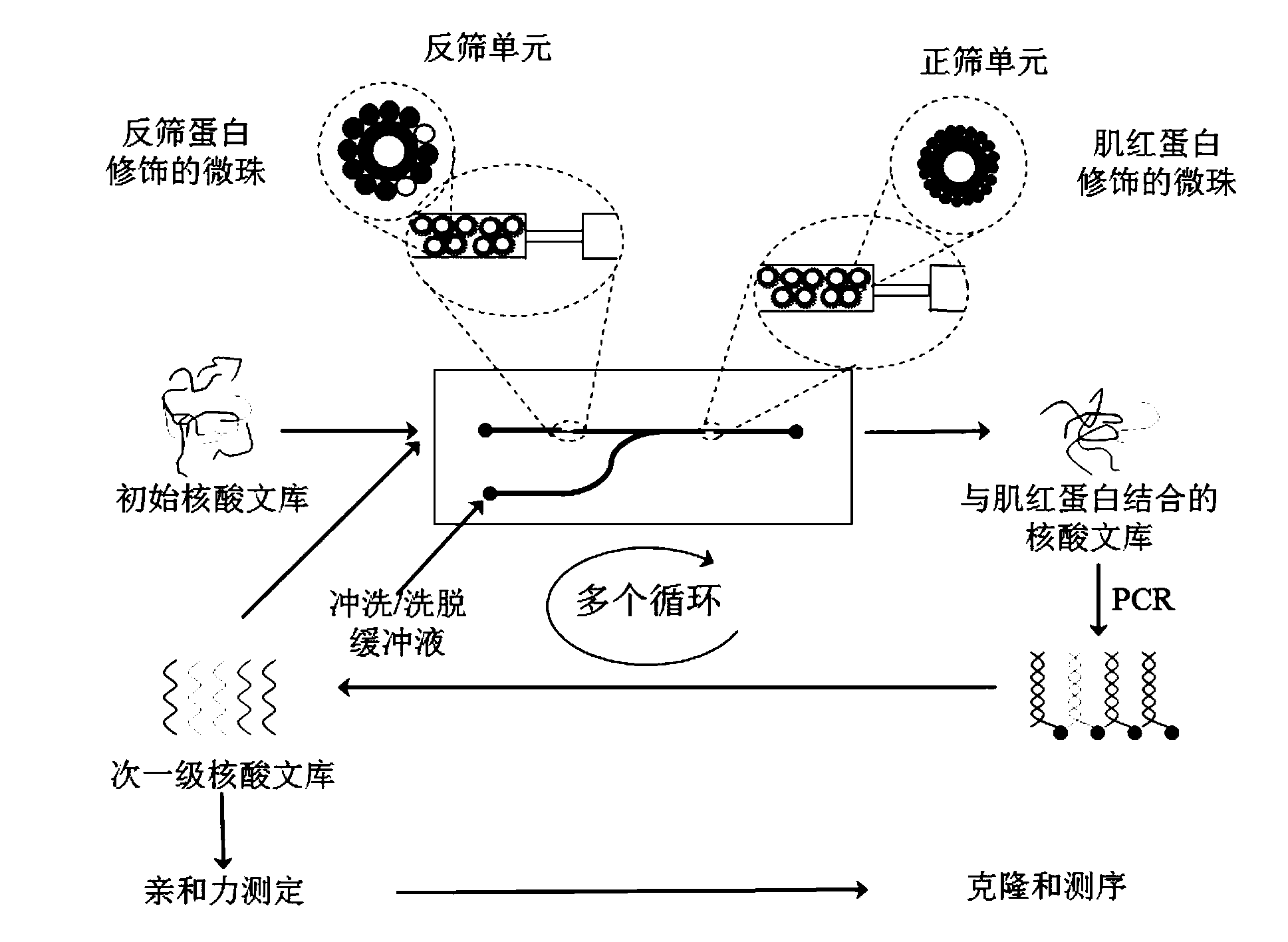 Nucleic acid aptamer capable of detecting myohemoglobin, microfluidic chip for screening and screening method and application