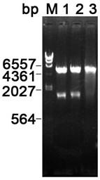 Escherichia coli Nissle 1917 anti-tumor targeted engineering bacterial strain as well as construction method and application thereof