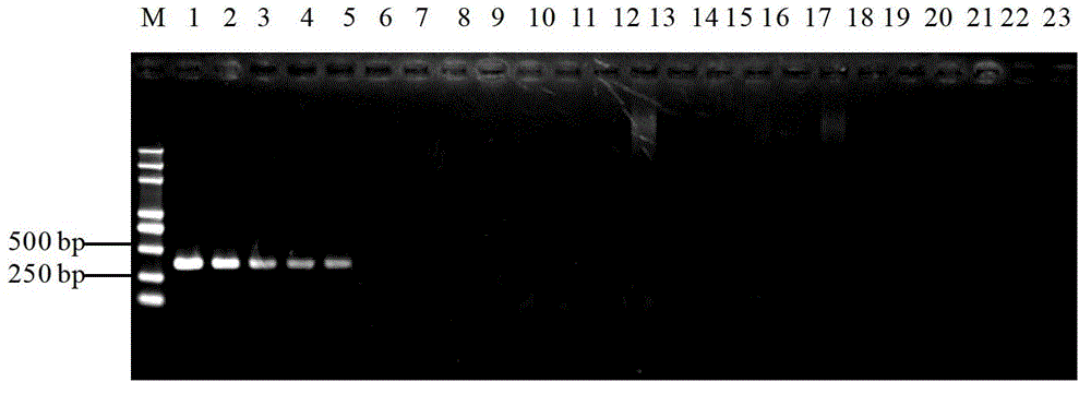 Primers used for rapid detection of Neofusicoccum parvum and application thereof