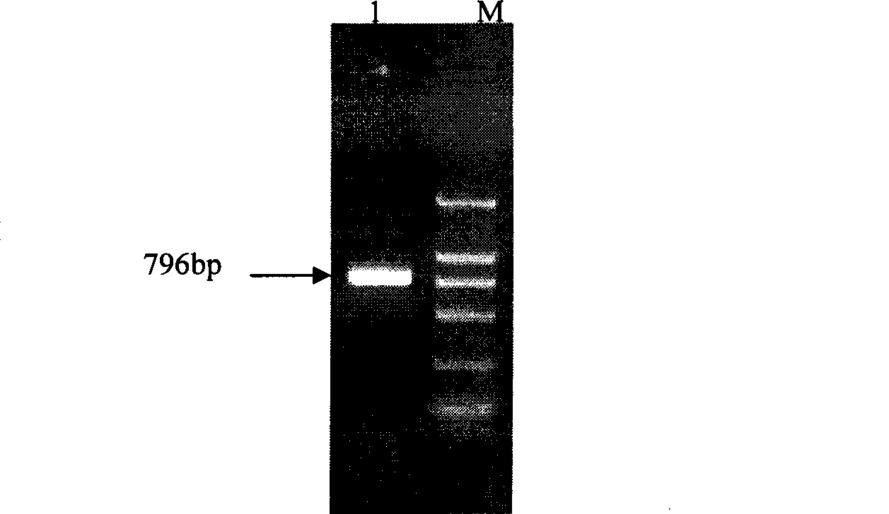 Carrier containing immunoglobulinlg gene, construction method and uses thereof