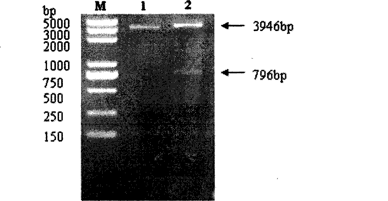 Carrier containing immunoglobulinlg gene, construction method and uses thereof