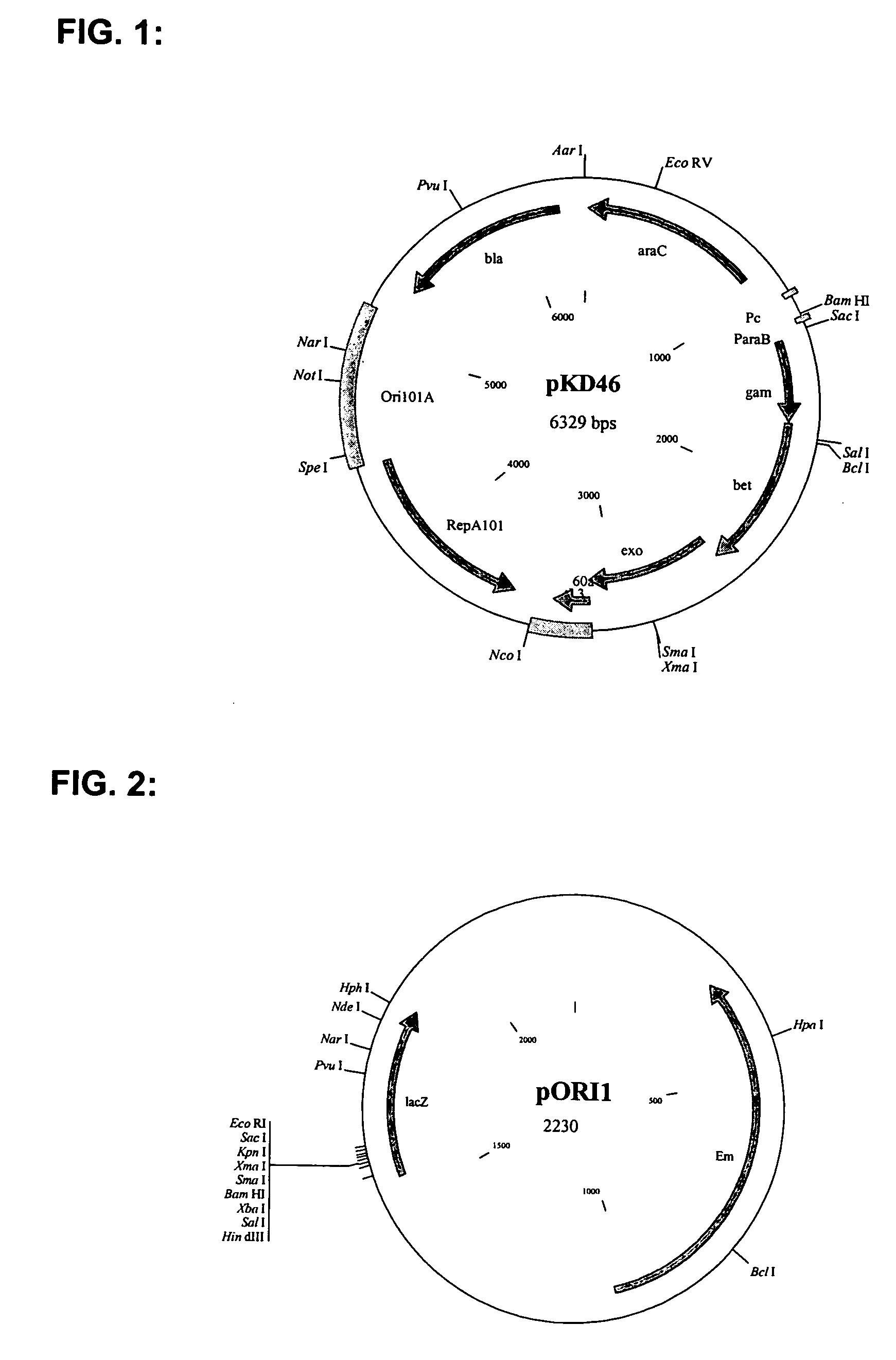 Self-containing lactobacillus strain